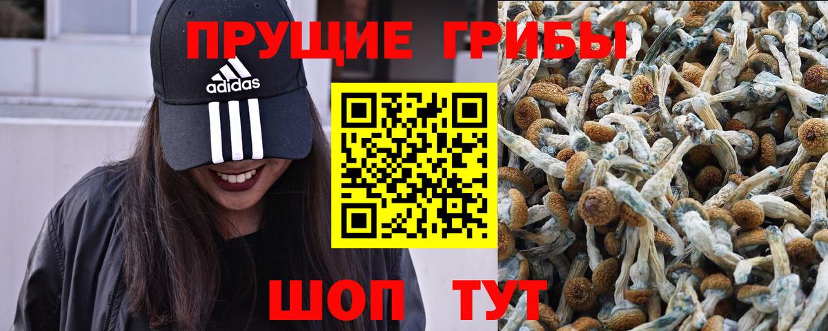 Псилоцибиновые грибы GOLDEN TEACHER Солнечногорск